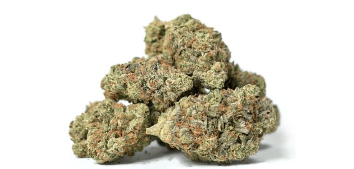Close-up of Bad Boy cannabis buds, showcasing dense green flowers with bright orange pistils and a frosty coating of trichomes.