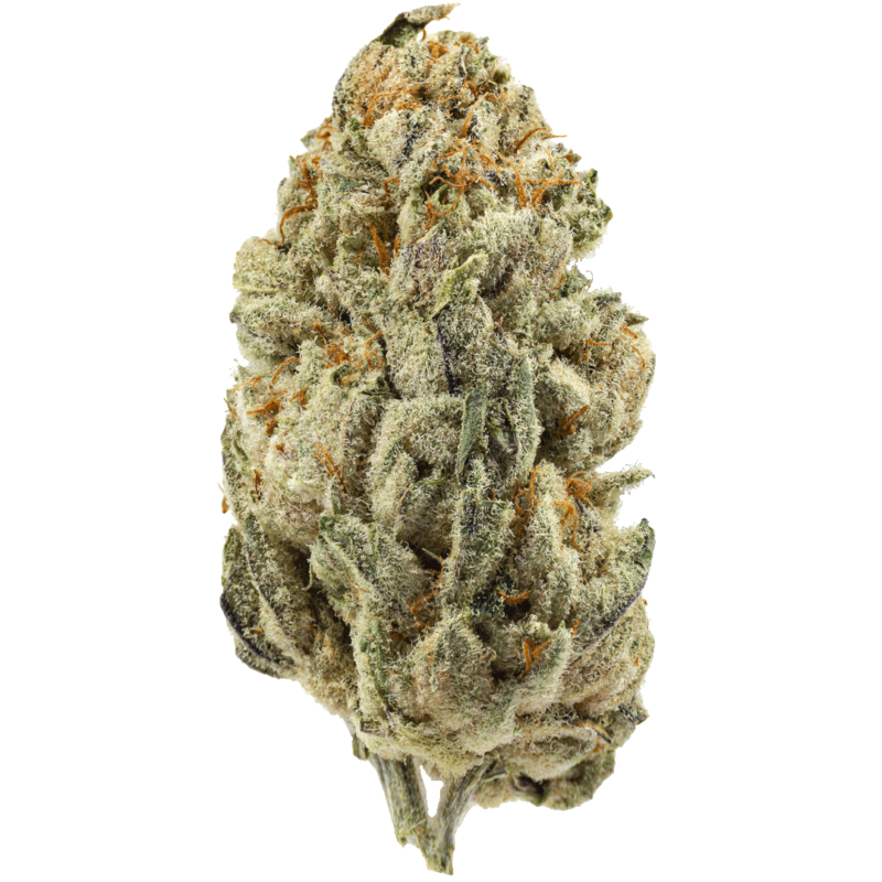 Close-up of Girl Scout Cookie strain cannabis buds with dense, resin-covered flowers and vibrant green, purple, and orange hues.
