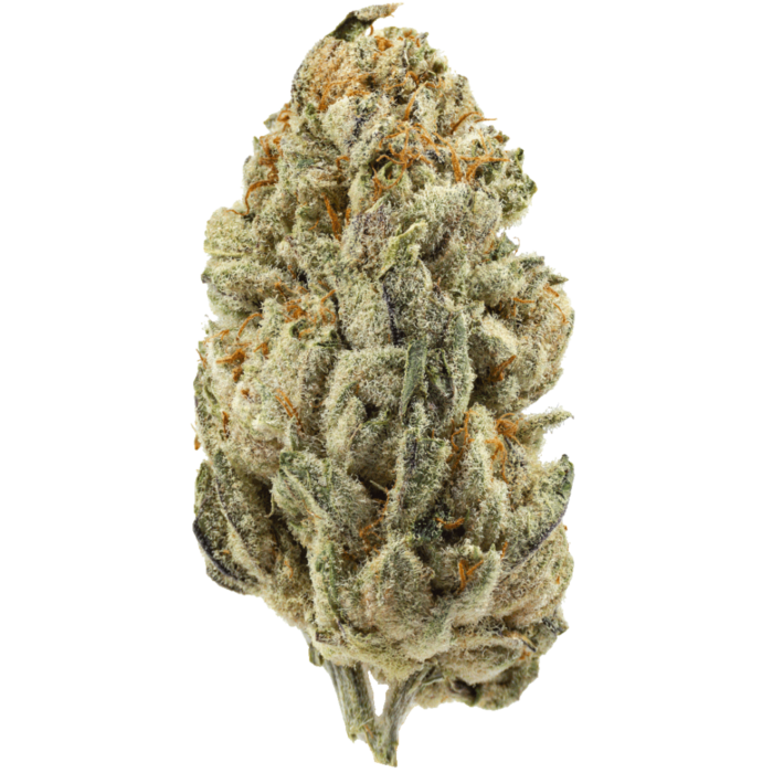 Close-up of Girl Scout Cookie strain cannabis buds with dense, resin-covered flowers and vibrant green, purple, and orange hues.