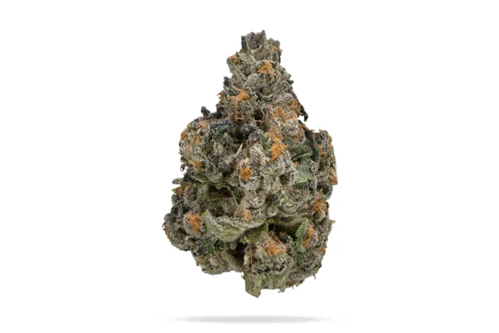 A close-up of Cherry Gushers cannabis buds, showcasing vibrant green flowers with deep purple hues, bright orange pistils, and a frosty coating of trichomes, highlighting its colorful and resinous appearance.