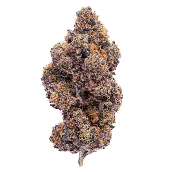 A close-up of Sunset Sherbet cannabis buds, showcasing vibrant purple and orange hues, with a thick layer of trichomes and bright green leaves.