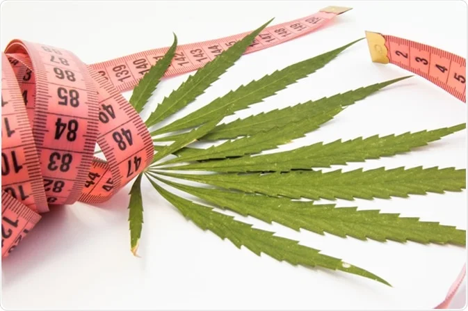 Image showing the connection between cannabis and weight loss, highlighting terpenes and their potential effects on metabolism.