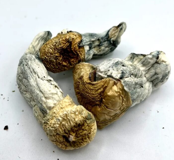 Close-up of APE Magic Mushrooms (Albino Penis Envy) from Monster of Terps, featuring pale golden caps and thick white stems.