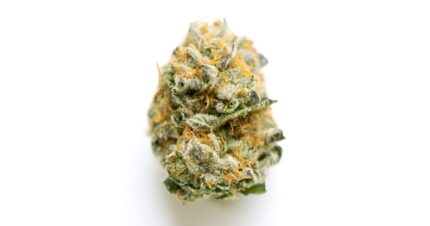 Close-up of Cookie Puss cannabis buds from Monster of Terps, showcasing dense, frosty buds with purple hues and a coating of trichomes.
