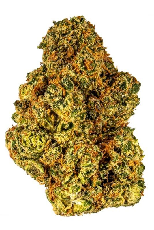 Close-up of Tangie Cookies cannabis buds with vibrant orange pistils and frosty trichomes.