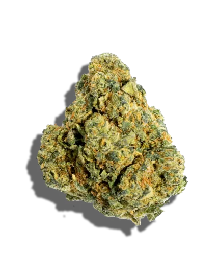 Close-up of G13 cannabis buds with dense, resin-coated green and orange hues.