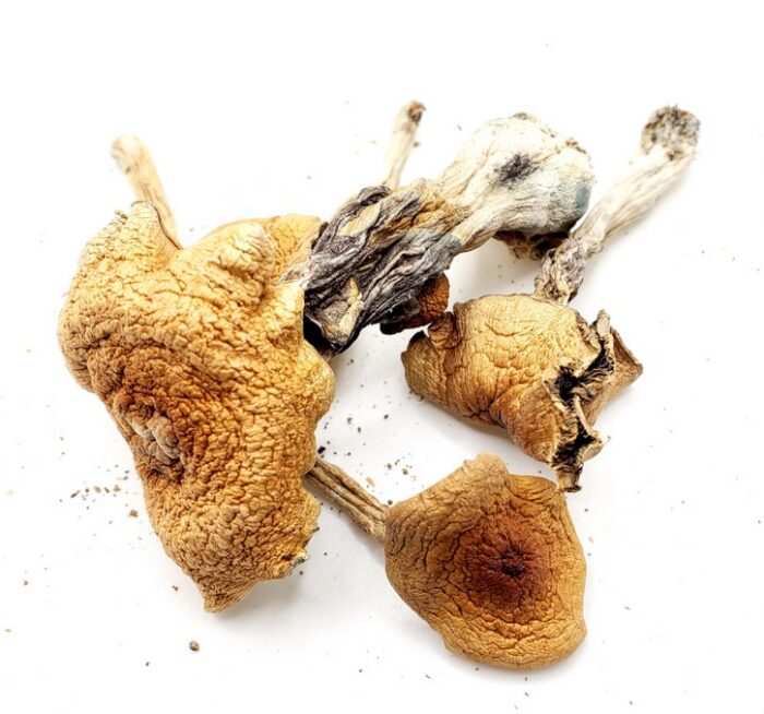 Close-up of Golden Teachers Magic Mushrooms from Monster of Terps, featuring their signature golden caps and thin white stems.