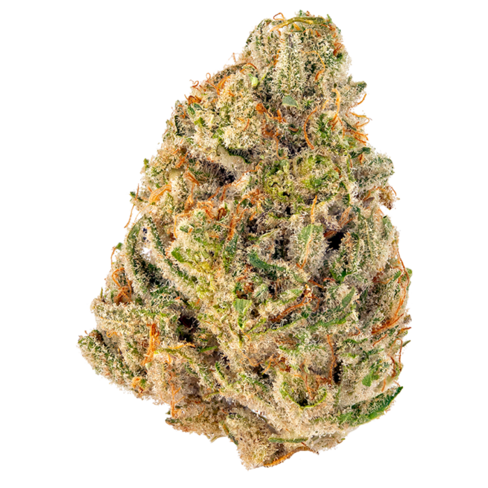 A close-up of Golden Triangle cannabis buds, featuring dense, bright green flowers with a mix of orange pistils and a generous coating of trichomes.
