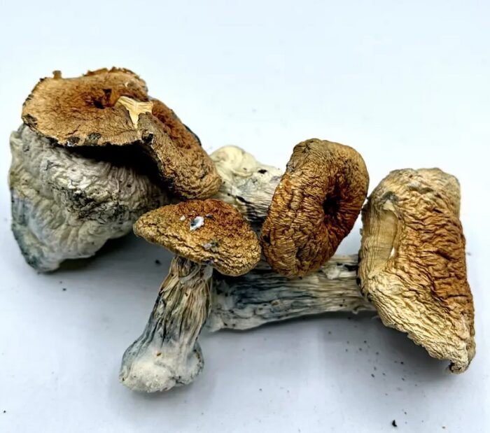 Close-up of Hillbilly Mushrooms from Monster of Terps, showcasing their large golden-brown caps and thick, sturdy stalks.
