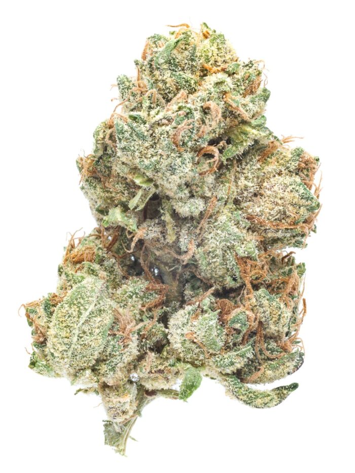 Kardashian OG cannabis strain buds from Monster of Terps showcasing dense, frosty, and aromatic nugs.