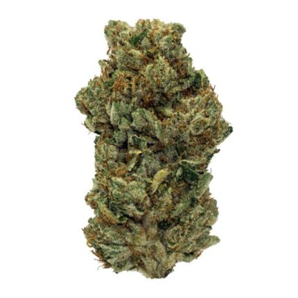 King Louis XIII cannabis buds from Monster of Terps with dense, resin-coated nugs showcasing rich, earthy aromas.
