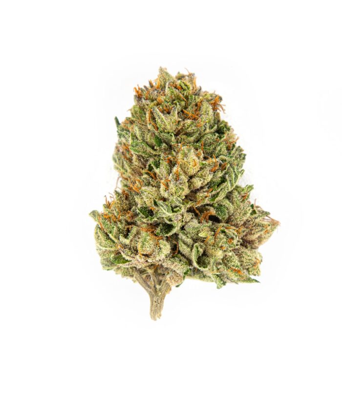 Las Vegas Purple Kush cannabis buds displayed at Monster Of Terps, showcasing vibrant purple colors and trichome-covered surfaces.