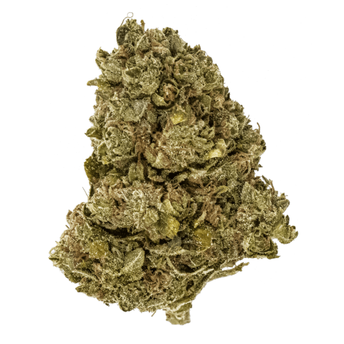 A close-up of Pura Vida cannabis buds, showcasing vibrant green flowers with bright orange pistils and a frosty layer of trichomes.