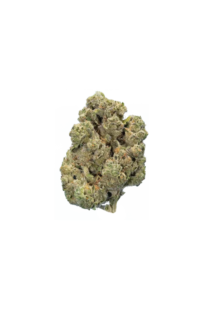 Close-up of Strawberry Cough cannabis buds featuring vibrant green leaves and bright orange pistils, dusted with trichomes.