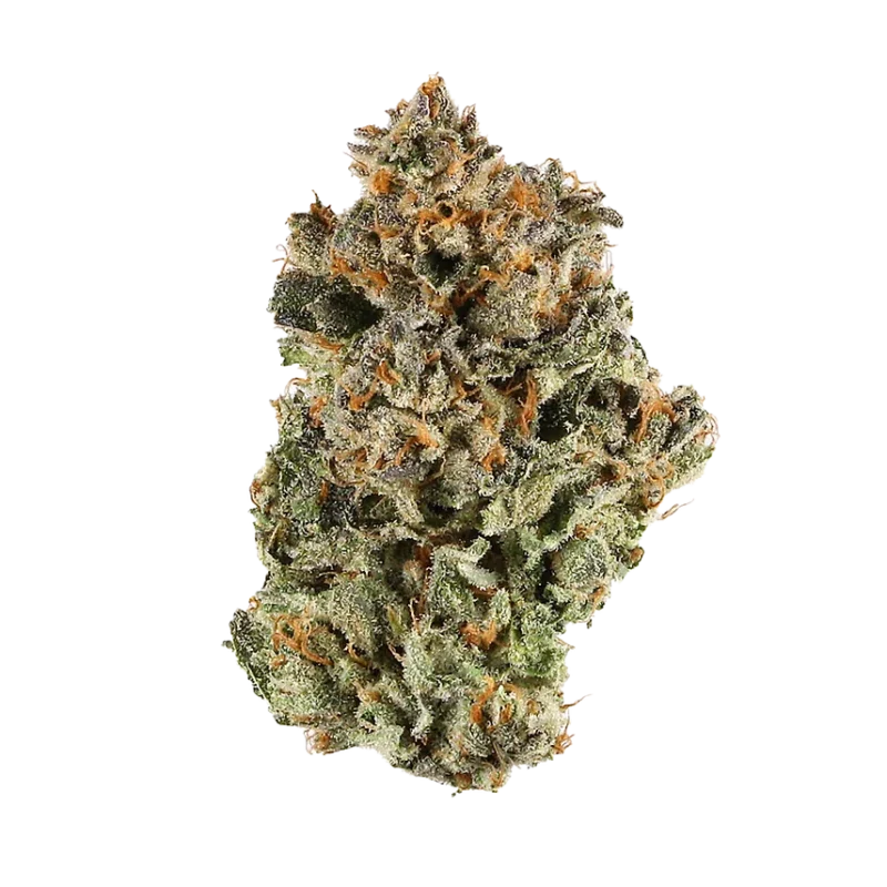 True Gold OG Cannabis strain bud close-up with frosty trichomes and vibrant green hues.