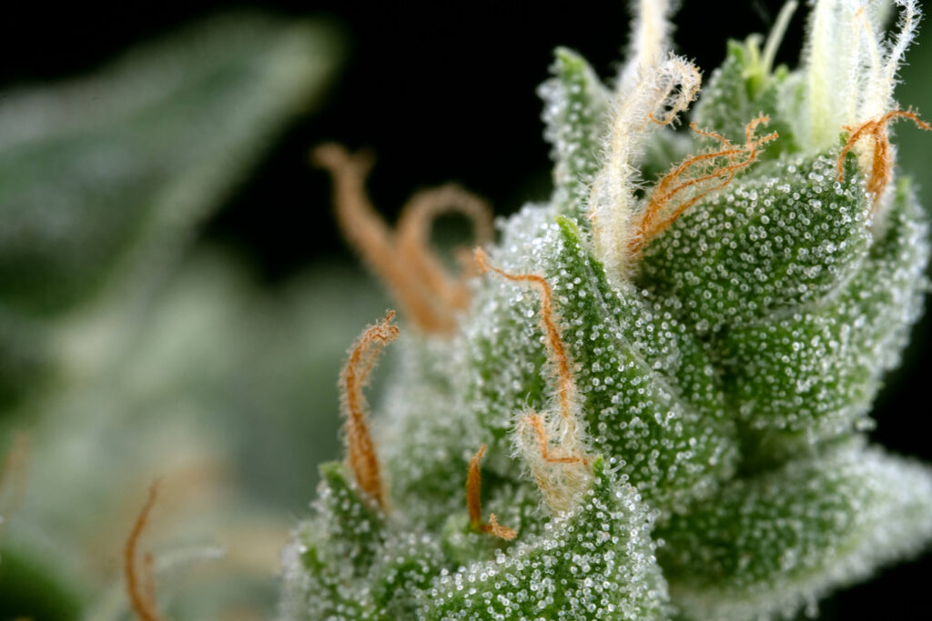 What Makes Buds Frosted Close-up of frosted cannabis buds with visible trichomes, showcasing the potency and terpene-rich resin. What Makes Buds Frosted