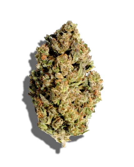 Close-up of Fatso AAA Indica Premium Indoor Flower by Monster of Terps, showcasing dense buds covered in trichomes with a deep green color and orange pistils.