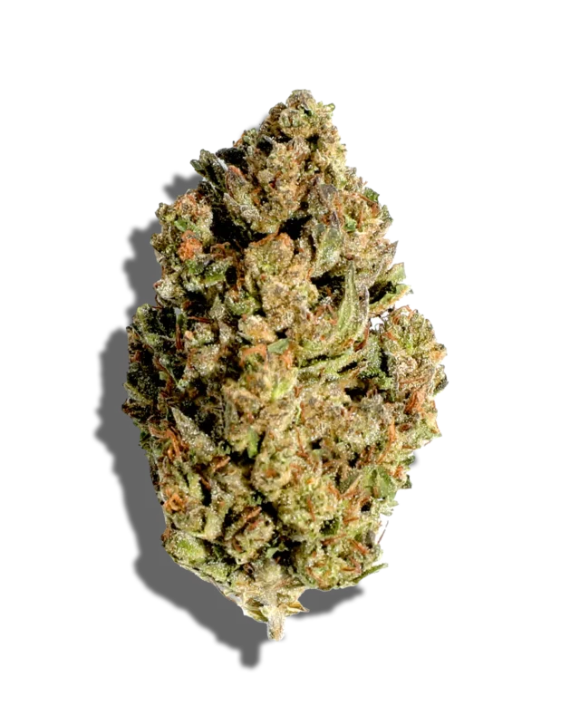 Close-up of Fatso AAA Indica Premium Indoor Flower by Monster of Terps, showcasing dense buds covered in trichomes with a deep green color and orange pistils.