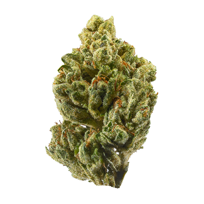 Close-up of Florida OG cannabis buds, featuring dense, resin-coated flowers with a green and orange hue, from Monster of Terps dispensary.