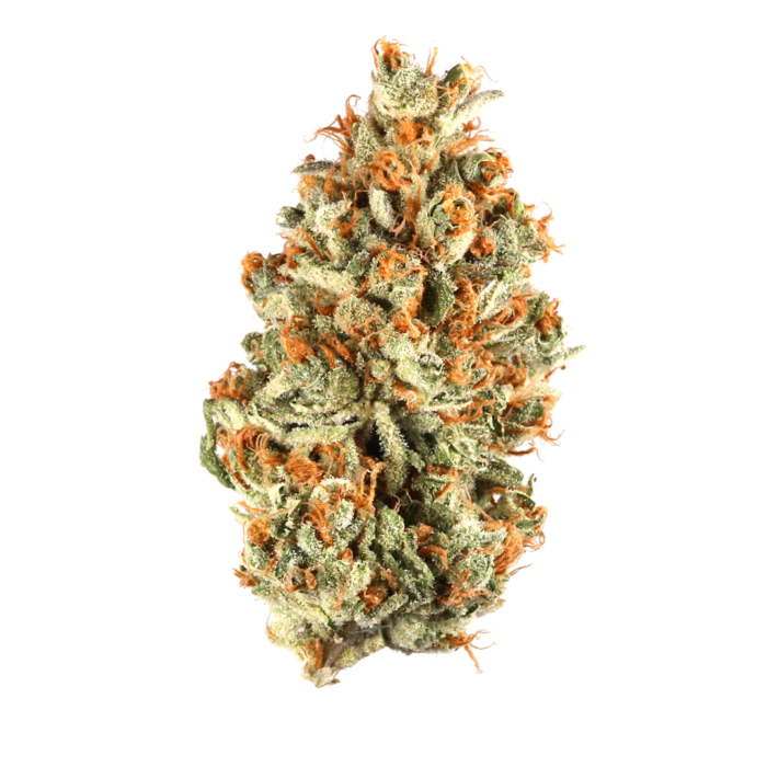 Close-up shot of the Grand Hustle cannabis strain buds, showcasing its vibrant green and purple hues, covered in trichomes, with hints of orange pistils.