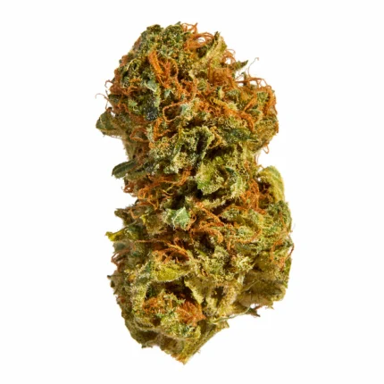 Close-up of Northern Lights cannabis buds at Monster Of Terps, showcasing deep green hues and a layer of trichomes.