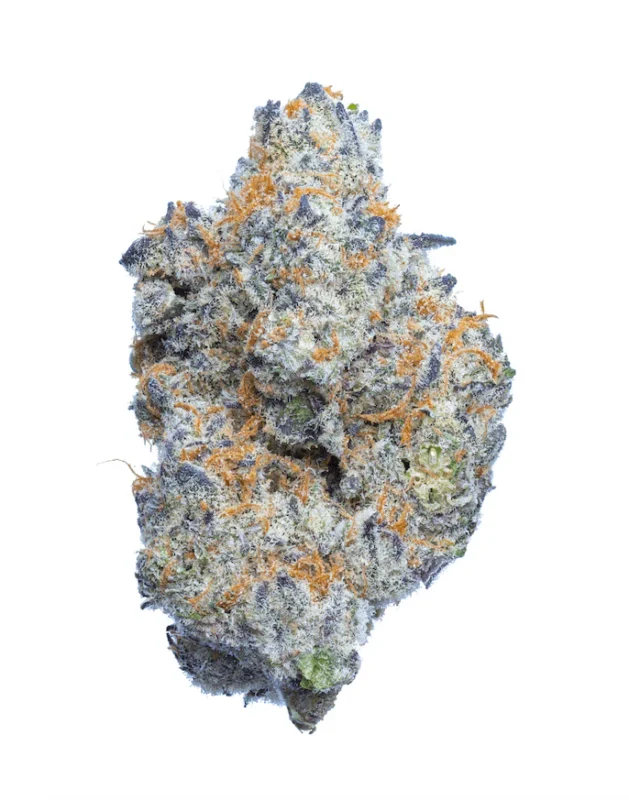 Close-up of Purple Punch weed strain cannabis buds from Monster of Terps, showcasing dense, neon green nugs with frosty amber trichomes and vibrant red-orange hairs.