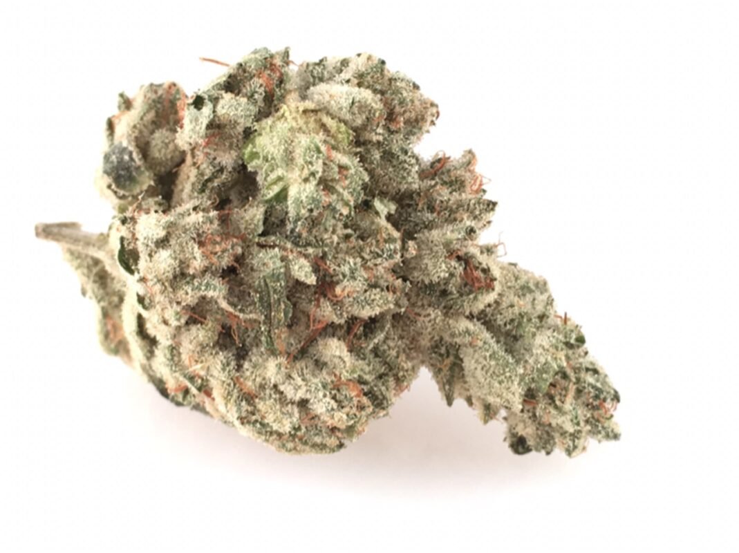 Close-up of Superglue cannabis buds from Monster of Terps, showcasing its dense, trichome-covered appearance with hints of green and purple.