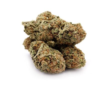 Orange Sherbet strain Cannabis with dense green and purple buds, bright orange hairs, and a frosty trichome layer.