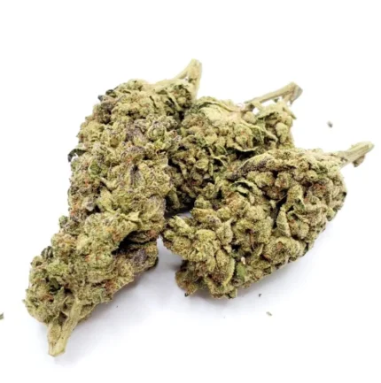 Close-up of Permanent Marker Strain cannabis buds by Monster of Terps, showing dense trichomes and vibrant green and purple hues.