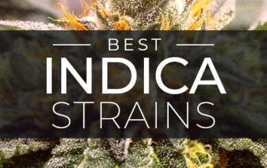 Top Indica Strains cannabis for relaxation, sleep, and pain relief in 2025