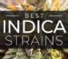 Top Indica Strains cannabis for relaxation, sleep, and pain relief in 2025