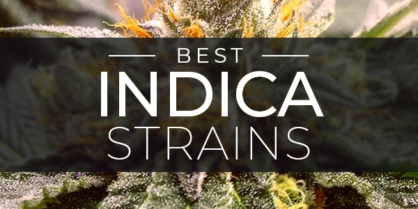 Top Indica Strains cannabis for relaxation, sleep, and pain relief in 2025