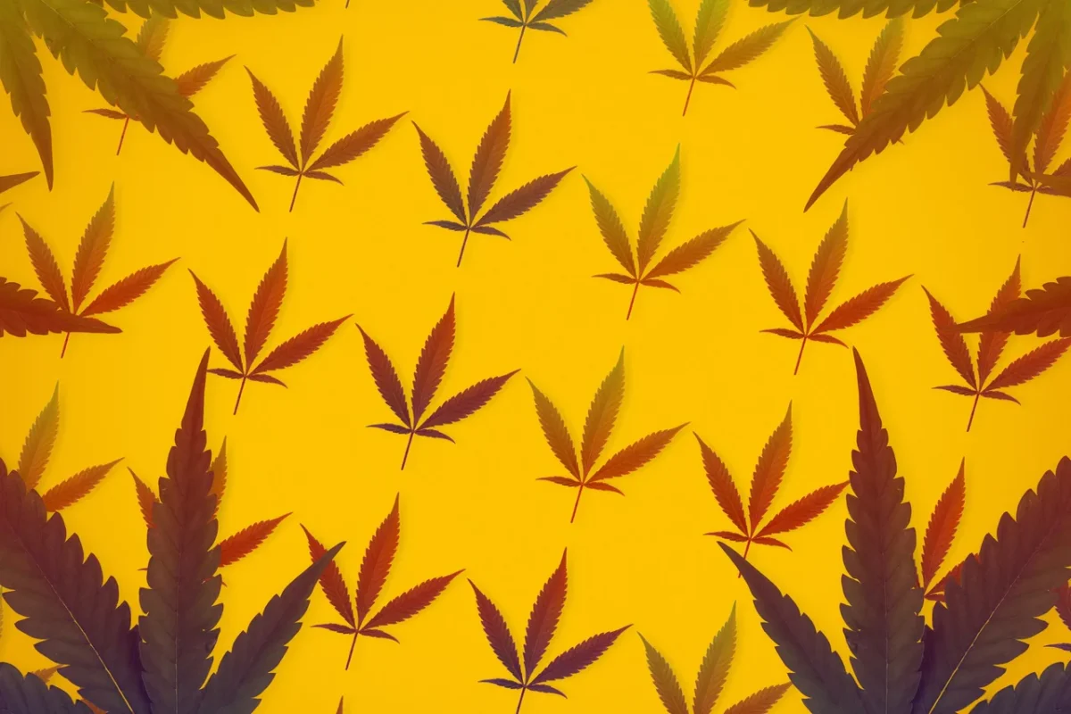 Orange Creamsicle Strain Weed by Monster of Terps