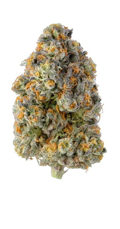 Close-up of Khalifa Kush (KK) buds from Monster of Terps, showing dense, resin-coated nugs with vibrant orange hairs and a hint of pine.