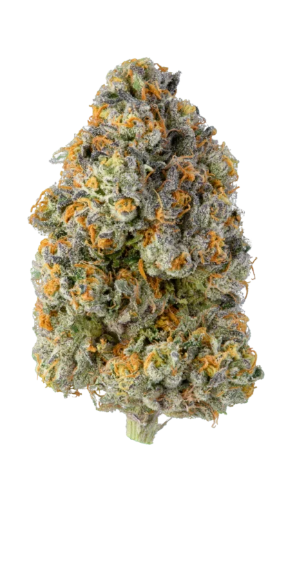 Close-up of Khalifa Kush (KK) buds from Monster of Terps, showing dense, resin-coated nugs with vibrant orange hairs and a hint of pine.