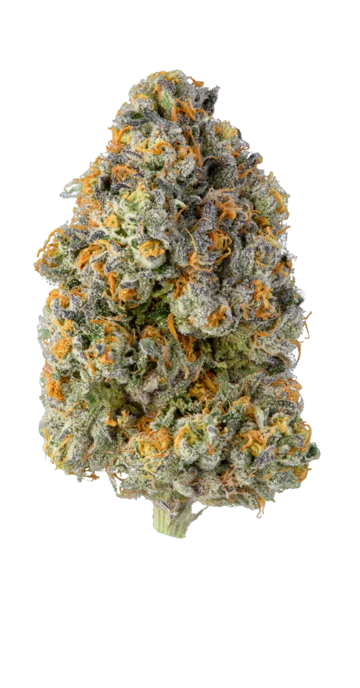 Close-up of Khalifa Kush (KK) buds from Monster of Terps, showing dense, resin-coated nugs with vibrant orange hairs and a hint of pine.
