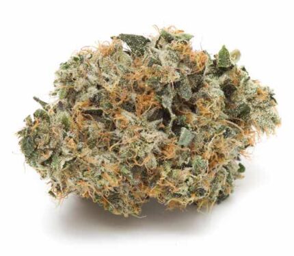 Close-up of Organic Diesel cannabis buds from Monster of Terps – dense, mint-green with dark tones and orange hairs.
