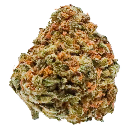 Close-up of Banana Cream OG strain buds from Monster of Terps, featuring neon green colors, orange hairs, and a frosty layer of trichomes.