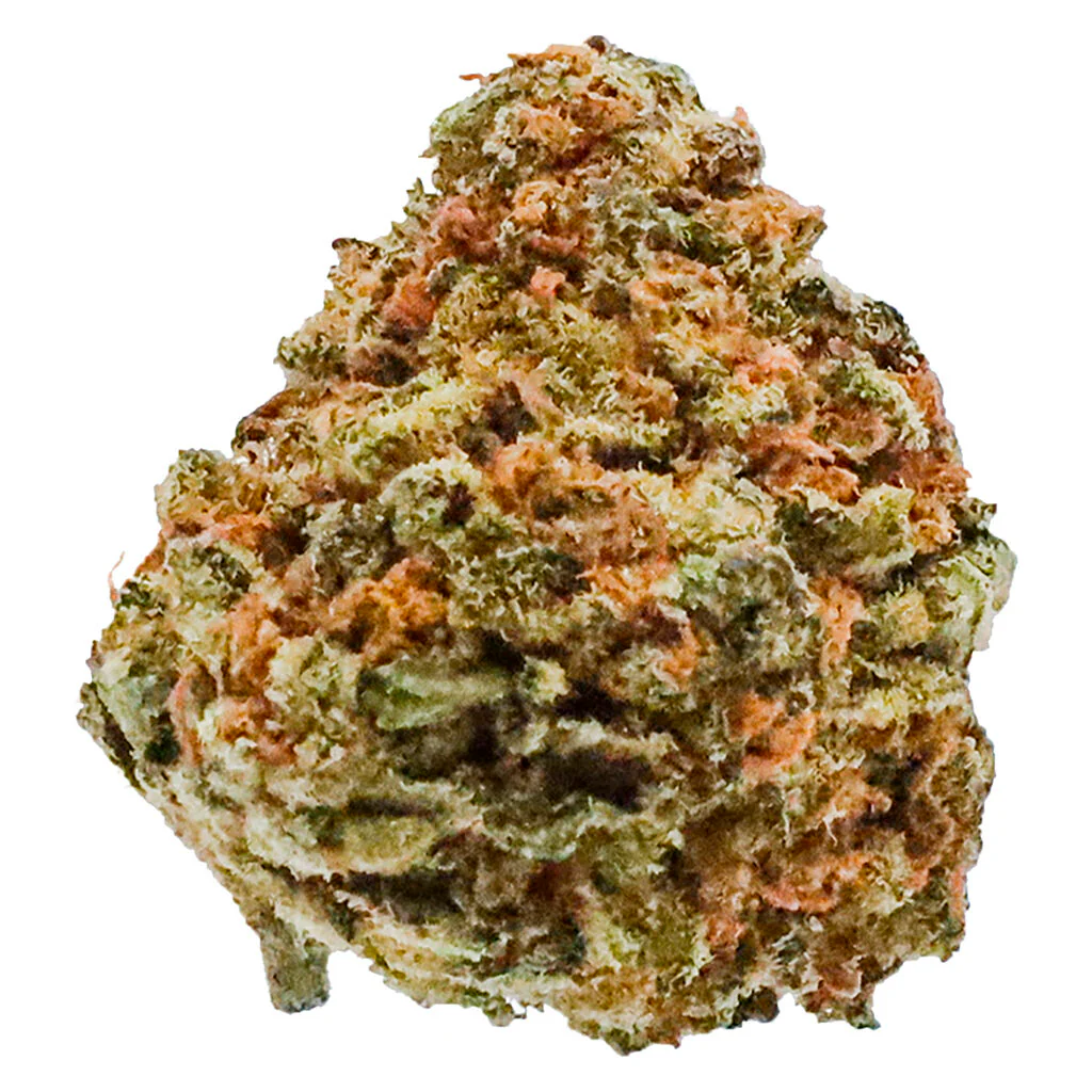 Close-up of Banana Cream OG strain buds from Monster of Terps, featuring neon green colors, orange hairs, and a frosty layer of trichomes.